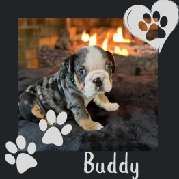 English bulldog for sale 