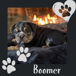 English bulldog puppy for sale 