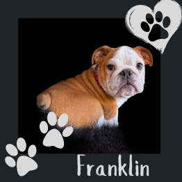 English bulldog for sale 