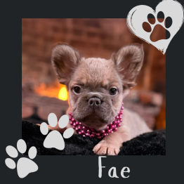 Fluffy frenchie for sale 