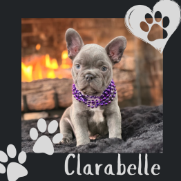 French Bulldog for sale 