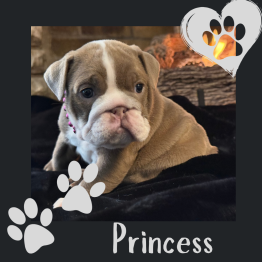 English bulldog for sale 