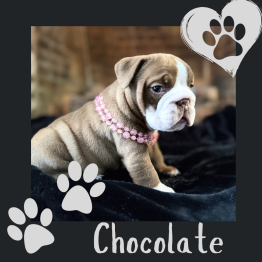 English bulldog for sale 