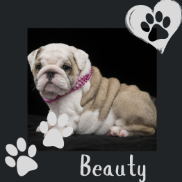English. Bulldog Puppies for sale