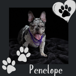 Merle French Bulldog puppy