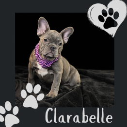 Blue French Bulldog puppy