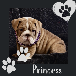 English bulldog for sale