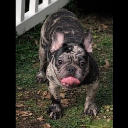 French bulldog 