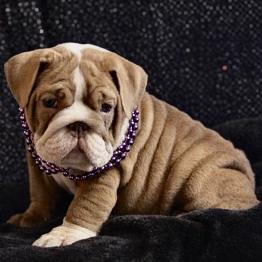 English bulldog puppy