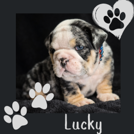 English Bulldog Puppy