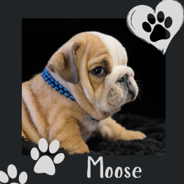 English bulldog puppy for sale