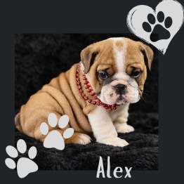 English Bulldog Puppy for sale