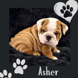 English bulldog for sale 