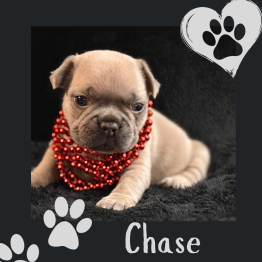 Frenchie for sale 