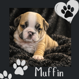 English bulldog for sale 