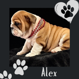 English bulldog for sale 