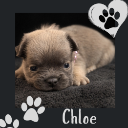 Frenchie for sale