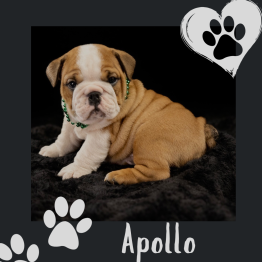 English bulldog for sale 