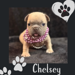 Frenchie for sale