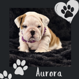 English bulldog for sale 