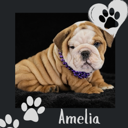 English bulldog for sale 