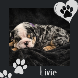 English bulldog for sale