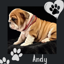 English bulldog for sale 