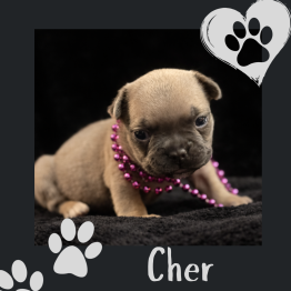 Frenchie for sale