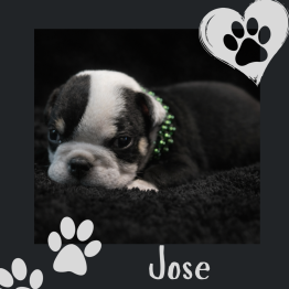 English bulldog for sale