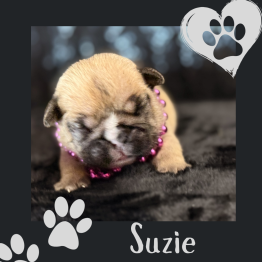English bulldog for sale 