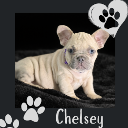 French Bulldog Puppies