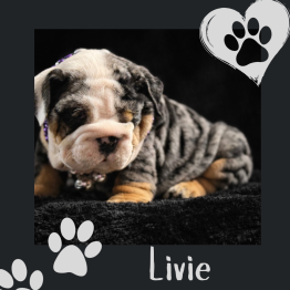 English bulldog for sale