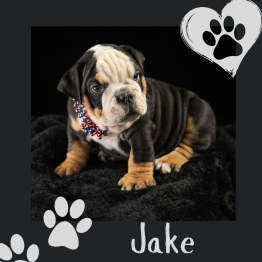 English bulldog for sale 