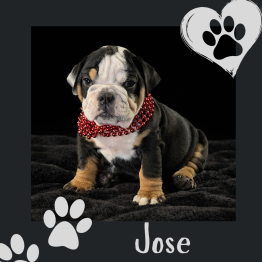 English bulldog for sale 