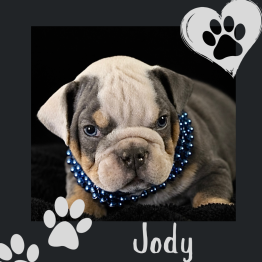 English bulldog for sale 