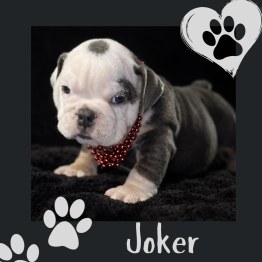 English bulldog for sale