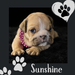English bulldog for sale