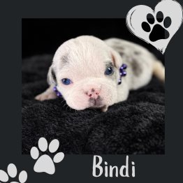 English bulldog for sale 