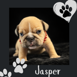 English bulldog for sale