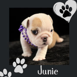 English bulldog for sale 