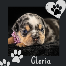 English bulldog for sale 