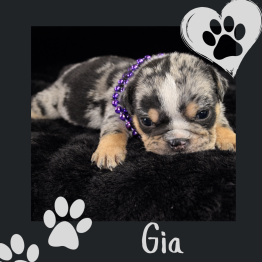 English bulldog for sale 