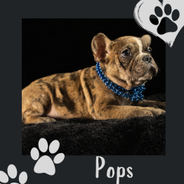 French Bulldog for sale