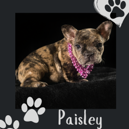 French Bulldog for sale 