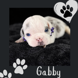English bulldog for sale 