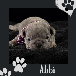 English bulldog for sale