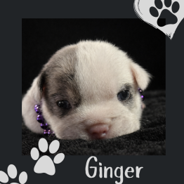 English bulldog for sale 