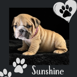 English bulldog for sale