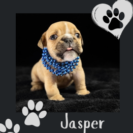 English bulldog for sale