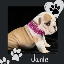 English bulldog for sale